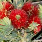 Little John Bottlebrush Dwarf Tree Live Plant (Melaleuca) - Callistemon