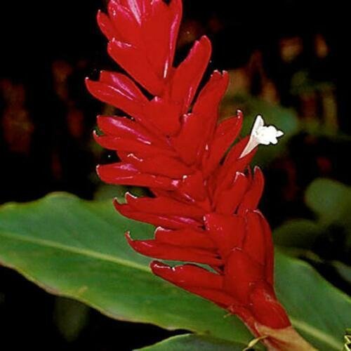 Dwarf Red Ginger Live Plant - Alpinia purpurata