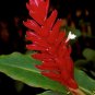 Dwarf Red Ginger Live Plant - Alpinia purpurata