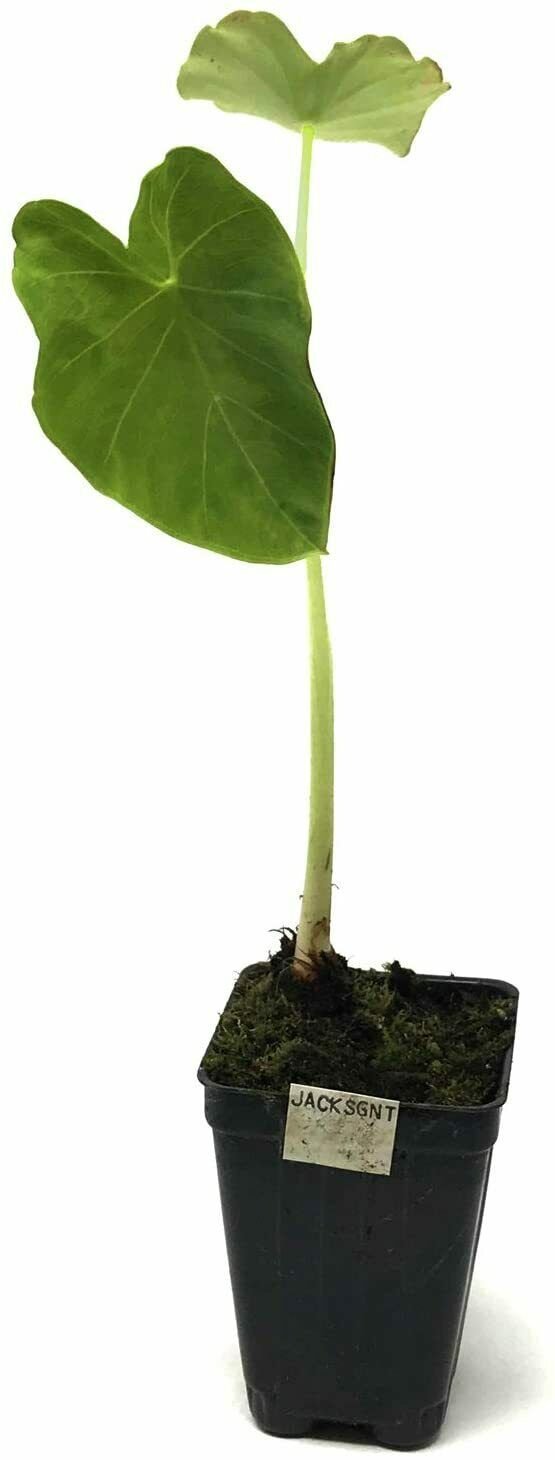 Jack's Giant Elephant Ear Live Plant - Colocasia esculenta