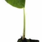 Jack's Giant Elephant Ear Live Plant - Colocasia esculenta