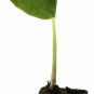 Jack's Giant Elephant Ear Live Plant - Colocasia esculenta