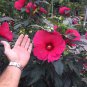 Hibiscus Moscheutos 'Carousel Pink Passion' - Plant - Approx 7-10 Inch
