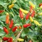 3 Live 3 - 6" inch Seedlings Tabasco Hot Pepper Make your own Sauce! Colorful