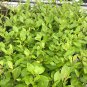 Strawberry Guava Cattley Psidium littorale or cattleianum LIVE FRUIT PLANT
