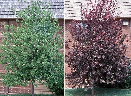 Red Choke Cherry Tree