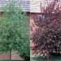 Red Choke Cherry Tree
