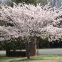 Yoshino Flowering Cherry Tree