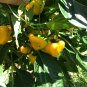 Lot of 3 YELLOW JAMAICAN SCOTCH BONNET Super Hot Pepper LIVE PLANTS 400,000 SHU