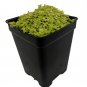 Golden Baby Tears Plant - 2.5" Pot - Helxine - Terrarium/Fairy Garden/Houseplant