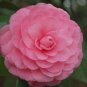 Pink Perfection Camellia Japonica - Live Plant - 4 Inch Pot