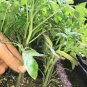 Lot of 3 BEEFSTEAK TOMATO LIVE PLANTS 6 to 10 inches 60+ days old