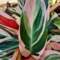 Stromanthe Triostar Live Plant~3 or 4 Leaves per plant~Houseplant