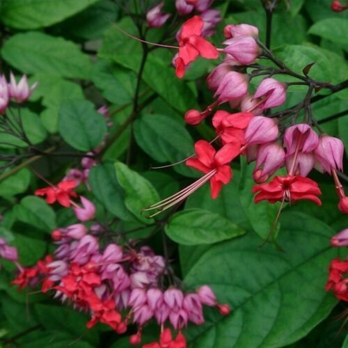 Bleeding Heart Vine Red Purple Rooted Starter Plant 5"" tall~CLERODENDRUM