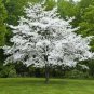 White Flowering Dogwood 4 pot (cornus-florida) , flowering-plant