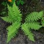 LADY FERNS 10 rhizomes - (Athyriun Filix-Femina ), flowering-plant