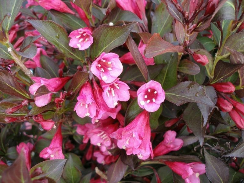 WINE & ROSES WEIGELA