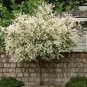 Japanese Dappled Nishiki Willow shrub/tree quart pot , flowering-plant