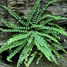 Maidenhair SPLEENWORT fern 10 rhizome-(asplenium platyneuron) , flowering-plant