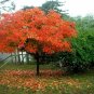 American Persimmon tree common persimmon, flowering-plant