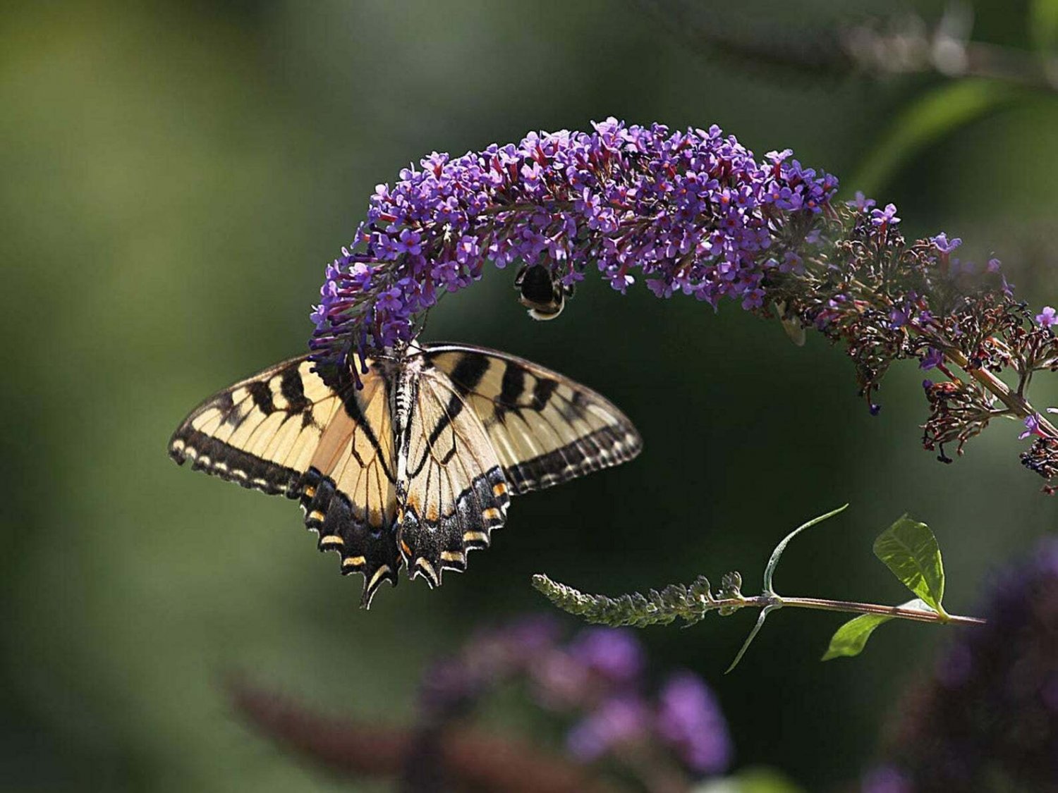 Buddleia Nanho Blue - Live Plants - Blooming Butterfly Bush