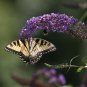 Buddleia Nanho Blue - Live Plants - Blooming Butterfly Bush