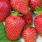 Allstar Junebearing Strawberry Plant (Lot Of 10 Plants)