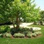 River Birch multi-stem clump tree (betulanigra) in quart pot , flowering-plant
