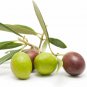 Arbequina Olive Tree Live Plant - Olea europaea