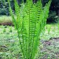 TN OSTRICH GLADE fern 10 rhizome/root- (Matteuccia struthiopteris) , flowering-plant