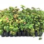 Nandina Firepower Qty 60 Live Plants Shrub Heavenly Bamboo