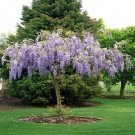 Purple Wisteria | 6-12"" in height and in a 3"" pot | flowering-plant