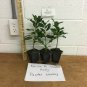 Nellie R. Stevens | in a 2 1/2"" pot 6-12"" in height| , flowering-plant