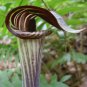Jack-In-The-Pulpit 5 bulbs Indian Turnip (Arisaema triphyllum), flowering-plant