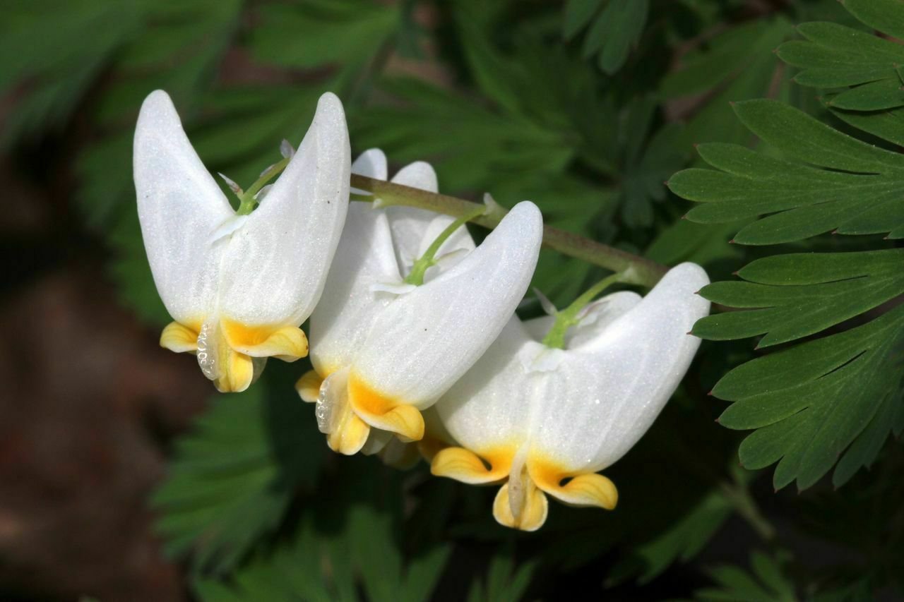 Dutchman's Breeches 5 bulbs-root systems, flowering-plant