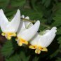 Dutchman's Breeches 5 bulbs-root systems, flowering-plant