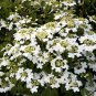 ALLEGHANY VIBURNUM | in a 3"" pot 6-12"" in height | flowering-plant