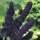 BUDDLEIA 'BLACK KNIGHT' BUTTERFLY BUSH- FRAGRANT - STARTER PLANT - CUT BACK