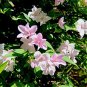JASMINE STEPHANENSE - FRAGRANT - STARTER PLANT