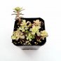 Sedum nevii - Nevius' Stonecrop Succulent Plant