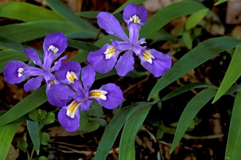 5 Crested Iris,wild iris roots,Iris cristata