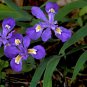 5 Crested Iris,wild iris roots,Iris cristata