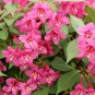 Pink Weigela 4 pot, flowering-plant