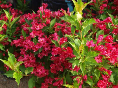RUBY RED WEIGELA (Weigela rubrun), flowering-plant
