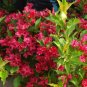 RUBY RED WEIGELA (Weigela rubrun), flowering-plant