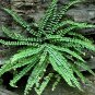 MAIDENHAIR SPLEENWORT fern 5 rhizome -(Asplenium platyneuron), flowering-plant