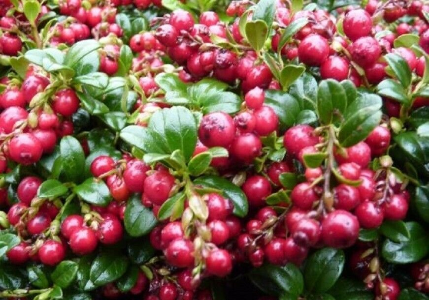 VACCINIUM VITIS IDAEA 'RED CANDY' - LINGONBERRY - PLANT - APPROX 5-7 INCH