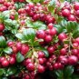 VACCINIUM VITIS IDAEA 'RED CANDY' - LINGONBERRY - PLANT - APPROX 5-7 INCH
