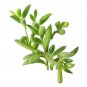 String of Bananas Curio Radicans 2inch + Clay Pot