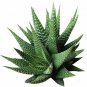Haworthia Zebra Plant White Stripe Aloe Spiky Indoor Plant 2inch + Clay Pot
